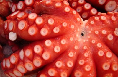 Pulpo