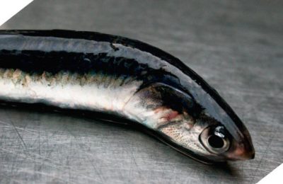 anchoveta