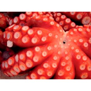 Pulpo